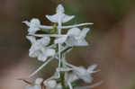 Snowy orchid